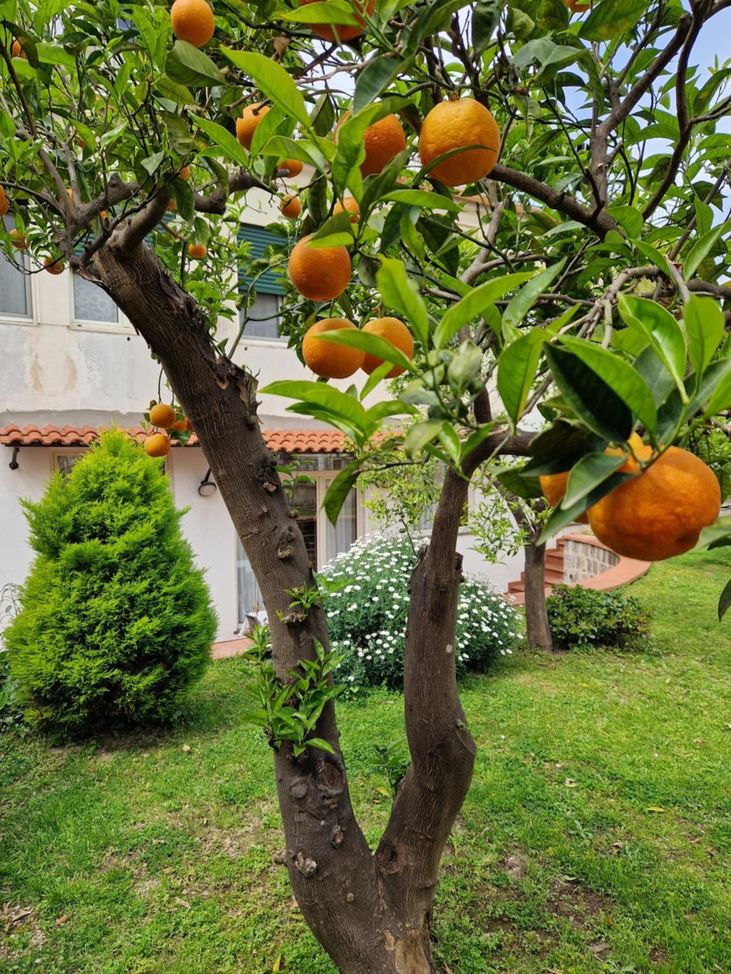 Il Giardino Dei Gigli Apartment Meta Luaran gambar